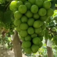 辽宁阳光玫瑰葡萄苗脱毒阳光玫瑰葡萄苗脱毒阳光玫瑰葡萄树苗中晚熟葡萄品种