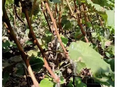 辽宁阳光玫瑰葡萄苗脱毒阳光玫瑰葡萄苗脱毒阳光玫瑰葡萄树苗中晚熟葡萄品种图2