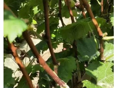 辽宁阳光玫瑰葡萄苗脱毒阳光玫瑰葡萄苗脱毒阳光玫瑰葡萄树苗中晚熟葡萄品种图4