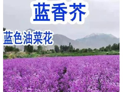 蓝香芥花种子 欧亚香花芥 春秋播种 室外 庭院景观花卉种子 花海植物种子 花镜植物图3