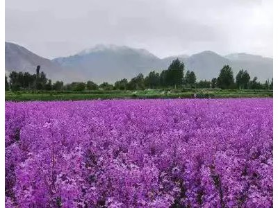 蓝香芥花种子 欧亚香花芥 春秋播种 室外 庭院景观花卉种子 花海植物种子 花镜植物图2