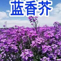 蓝香芥花种子 欧亚香花芥 春秋播种 室外 庭院景观花卉种子 花海植物种子 花镜植物