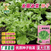 水晶冰菜种籽阳台盆栽蔬菜种子大全四季冰草苗秧秋冬种植青菜种孑