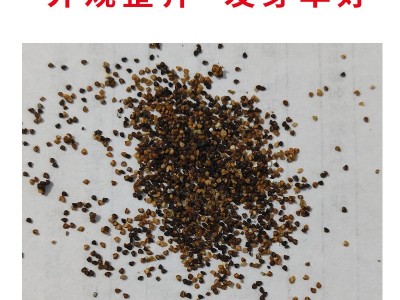 水晶冰菜种籽阳台盆栽蔬菜种子大全四季冰草苗秧秋冬种植青菜种孑图2