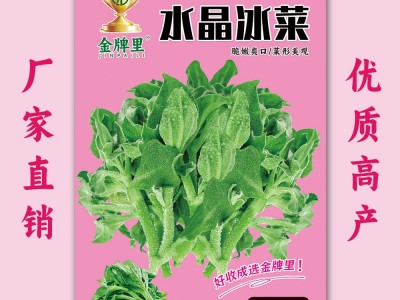 水晶冰菜种籽阳台盆栽蔬菜种子大全四季冰草苗秧秋冬种植青菜种孑图3