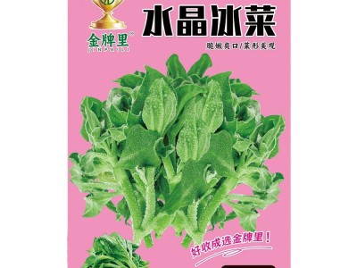 水晶冰菜种籽阳台盆栽蔬菜种子大全四季冰草苗秧秋冬种植青菜种孑图4