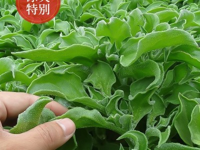 水晶冰菜种籽阳台盆栽蔬菜种子大全四季冰草苗秧秋冬种植青菜种孑图5