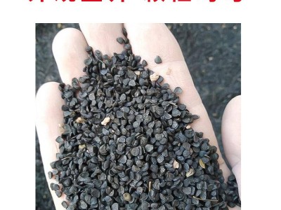 紫根宽叶蒜苗种子红根蒜苗四季宽叶蒜苗种耐寒紫皮红皮大蒜苗种子图2