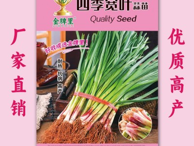 紫根宽叶蒜苗种子红根蒜苗四季宽叶蒜苗种耐寒紫皮红皮大蒜苗种子图3