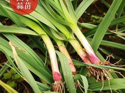 紫根宽叶蒜苗种子红根蒜苗四季宽叶蒜苗种耐寒紫皮红皮大蒜苗种子图4