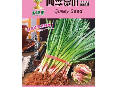 紫根宽叶蒜苗种子红根蒜苗四季宽叶蒜苗种耐寒紫皮红皮大蒜苗种子图5