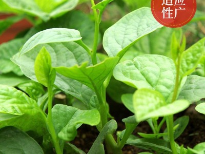 批发大叶木耳菜种子四季大叶鲜嫩豆腐菜盆栽庭院耐热蔬菜种籽图4