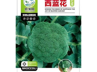 西兰花种籽春秋季花椰菜蔬菜种孑耐寒绿菜花四季松花菜种子图5