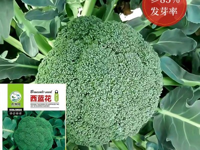 西兰花种籽春秋季花椰菜蔬菜种孑耐寒绿菜花四季松花菜种子图4