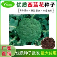 西兰花种籽春秋季花椰菜蔬菜种孑耐寒绿菜花四季松花菜种子