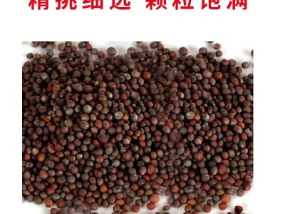 西兰花种籽春秋季花椰菜蔬菜种孑耐寒绿菜花四季松花菜种子图2