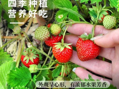 奶草莓种子春秋家庭盆栽四季水果种孑酸甜可口草莓籽支持一件代发图2