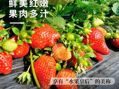 奶草莓种子春秋家庭盆栽四季水果种孑酸甜可口草莓籽支持一件代发图3