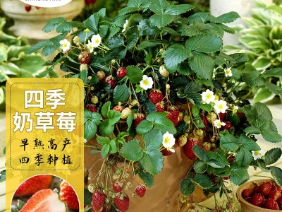 奶草莓种子春秋家庭盆栽四季水果种孑酸甜可口草莓籽支持一件代发图4