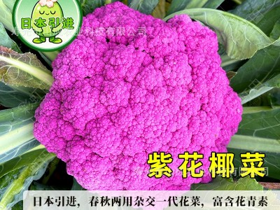 彩虹花椰菜种子紫花菜种籽春秋四季日本引进黄菜花松花菜蔬菜种孑图2
