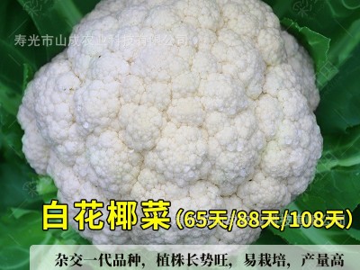 彩虹花椰菜种子紫花菜种籽春秋四季日本引进黄菜花松花菜蔬菜种孑图4