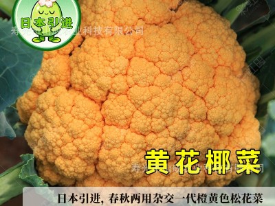 彩虹花椰菜种子紫花菜种籽春秋四季日本引进黄菜花松花菜蔬菜种孑图5