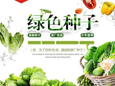 喜良种子厂家直售批零四季种植 台选圆叶一點红花红苋菜（262）图3