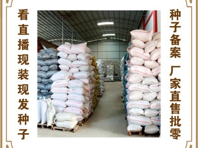 喜良种子厂家直售批零四季种植 台选圆叶一點红花红苋菜（262）图2