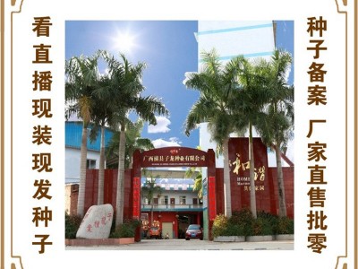 蔬菜种子 高铲四号改良青选持长豆角 阳台爬藤果盆栽图3