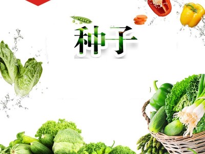 蔬菜种子 高铲四号改良青选持长豆角 阳台爬藤果盆栽图5