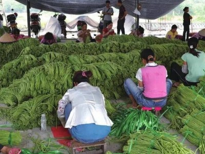 蔬菜种子 高铲四号改良青选持长豆角 阳台爬藤果盆栽图2