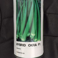 推荐-口感清爽适于鲜食黄秋葵-优选进口引进细长型水果秋葵种子