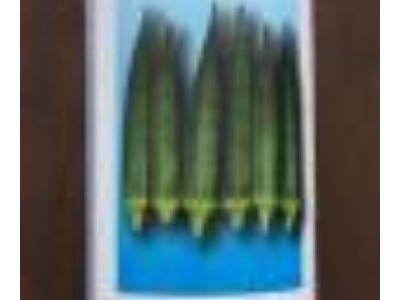 推荐-口感清爽适于鲜食黄秋葵-优选进口引进细长型水果秋葵种子图2