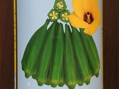 推荐-口感清爽适于鲜食黄秋葵-优选进口引进细长型水果秋葵种子图3