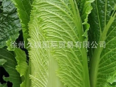 高品质特好吃日本新型改良绍菜（龙牙白菜）种子-外叶绿口感甜美图2
