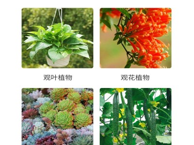 星蓓得磷酸二氢钾花卉多肉磷钾肥家用养花叶面肥催花保花肥500克图2