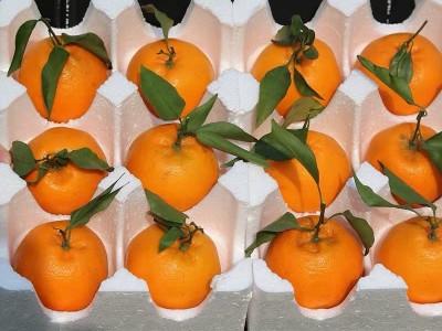 四川耙耙柑眉山春见耙耙柑应季新鲜水果非丑橘蒲江粑粑柑丑八怪图2