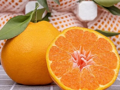 四川耙耙柑眉山春见耙耙柑应季新鲜水果非丑橘蒲江粑粑柑丑八怪图3