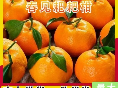 四川耙耙柑眉山春见耙耙柑应季新鲜水果非丑橘蒲江粑粑柑丑八怪图5