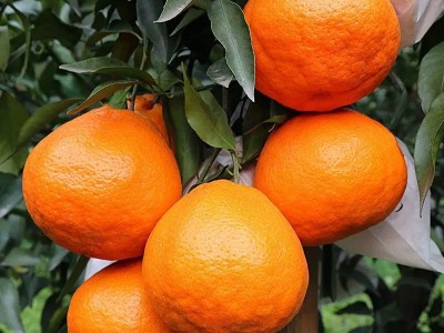 四川耙耙柑眉山春见耙耙柑应季新鲜水果非丑橘蒲江粑粑柑丑八怪图4