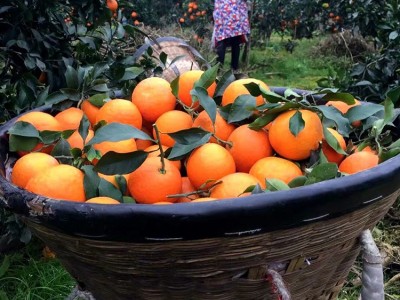 四川爱媛38号果冻橙新鲜采摘当季橙子薄皮爆汁水果爱媛橙子果冻橙图4