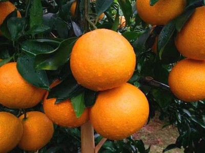 四川爱媛38号果冻橙新鲜采摘当季橙子薄皮爆汁水果爱媛橙子果冻橙图3