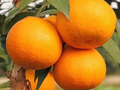 四川爱媛38号果冻橙新鲜采摘当季橙子薄皮爆汁水果爱媛橙子果冻橙图2