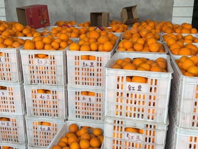 四川青见果冻橙新鲜水果应季批发非青见耙耙柑爱媛眉山清见整箱图2