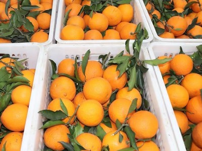 四川青见果冻橙新鲜水果应季批发非青见耙耙柑爱媛眉山清见整箱图4