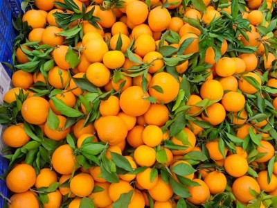 四川青见果冻橙新鲜水果应季批发非青见耙耙柑爱媛眉山清见整箱图3