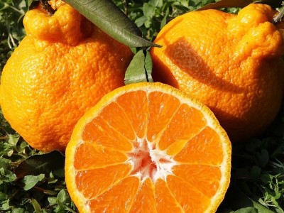 四川眉山不知火丑橘丑八怪丑柑新鲜水果一件代发真丑橘耙耙柑丑桔图2