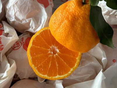 四川眉山不知火丑橘丑八怪丑柑新鲜水果一件代发真丑橘耙耙柑丑桔图4