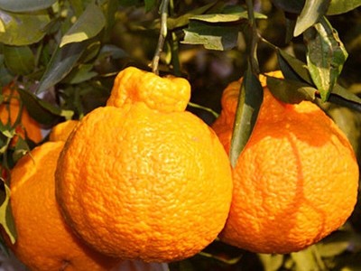 四川眉山不知火丑橘丑八怪丑柑新鲜水果一件代发真丑橘耙耙柑丑桔图3