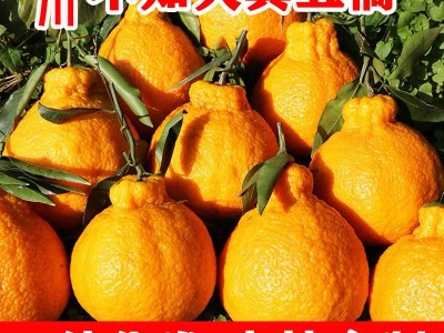 四川眉山不知火丑橘丑八怪丑柑新鲜水果一件代发真丑橘耙耙柑丑桔图5